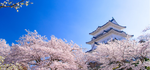 Cherry blossoms in Odawara Castle Park